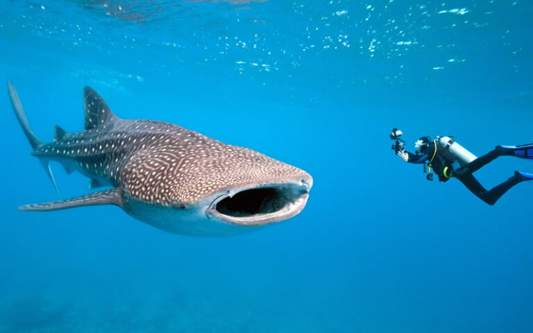Gorontalo: Whale Shark Point (Botubarani)