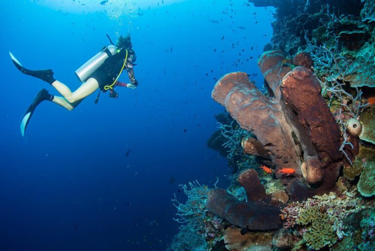Togian Islands: Mariona Jellyfish Lake